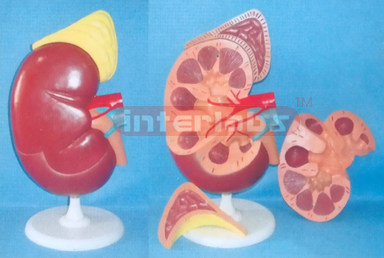 SUPER KIDNEY ANATOMICAL ENLARGED MODEL (3 PCS)